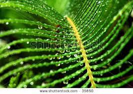 Cycad leaf